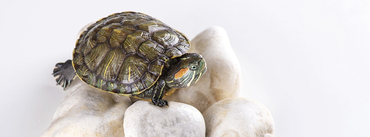 Tortuga de orejas rojas